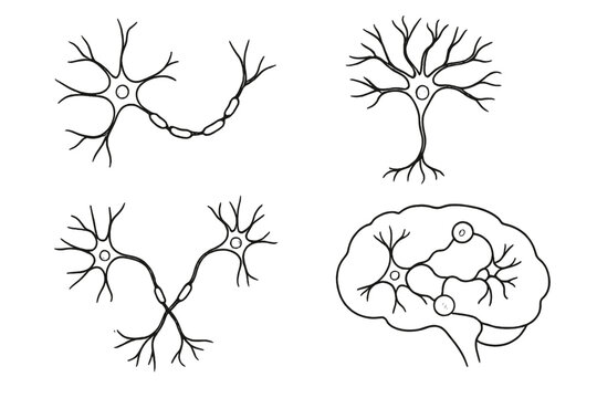 A collection of four black and white hand-drawn illustrations showing different types of neurons and their connections within a human brain outline on a white background.