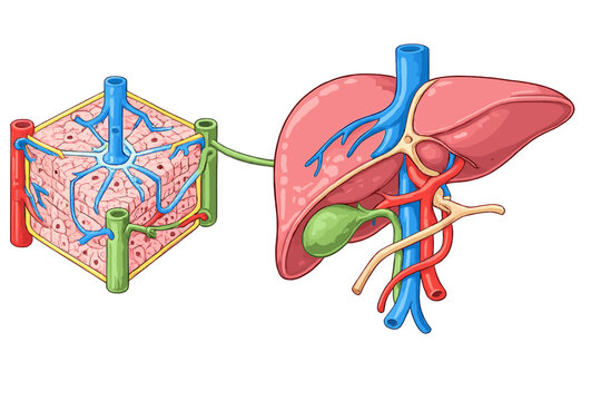 A medical illustration showing the human liver with gallbladder and blood vessels, alongside a detailed diagram of a liver lobule structure on a solid black background.