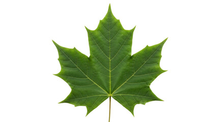 Isolated green maple leaf in vibrant detail for botanical study and design elements
