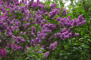 Obraz premium flowers of the lilac bush (Latin: Syringa)
