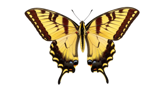 Isolated Eastern tiger swallowtail butterfly Papilio glaucus on display with wings spread wide