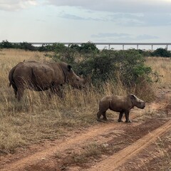 White rhino with calf © Gentoo Multimedia