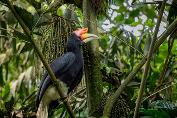 Rhinoceros hornbill © Fabian