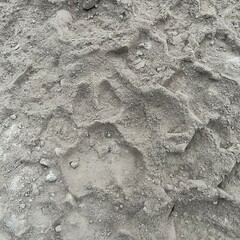 Lion footprint