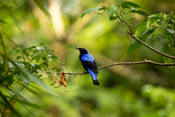 Asian Fairy-bluebird