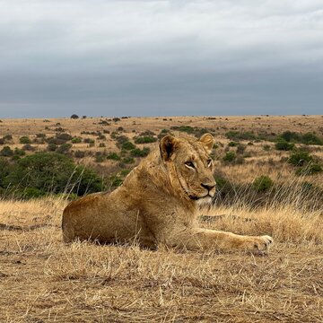 Single male lion in Kenya