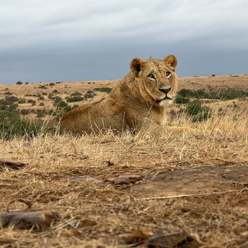 Single male lion in Kenya