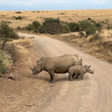 White rhino with calf