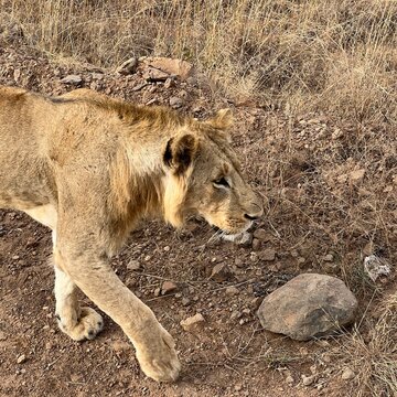 Single male lion in Kenya