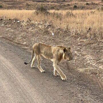 Single male lion in Kenya