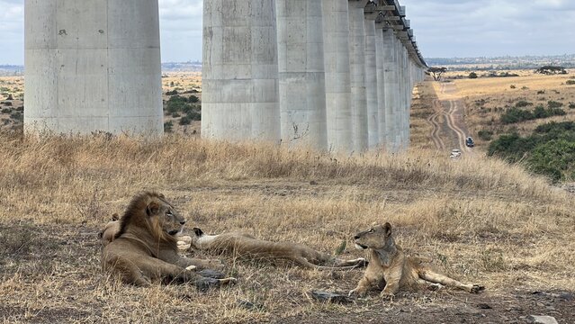 Pride of lions in Kenya