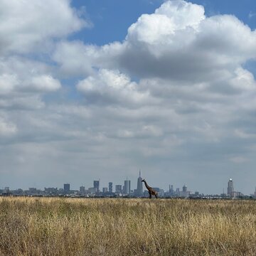 Giraffe walking in Nairobi NP