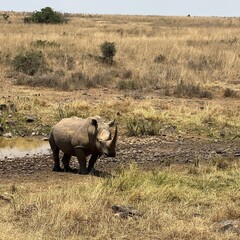 Single white rhino in Kenya © Gentoo Multimedia