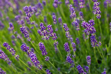 Obraz premium lavender flowers in the garden