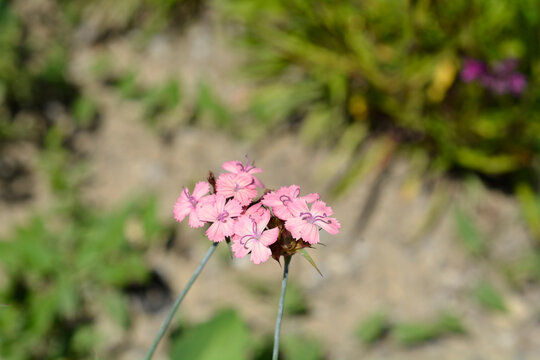Gulias Dianthus flowers - Latin name - Dianthus guliae