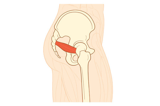This medical illustration shows the human skeletal pelvis and femur with the piriformis muscle highlighted in red, demonstrating its anatomical position within the gluteal region.