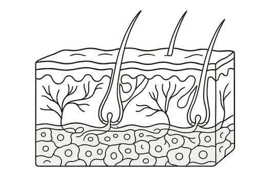 This black and white line art illustration depicts a cross-section of human skin anatomy, featuring hair follicles, nerve endings, and subcutaneous fat cells in a simple diagram.