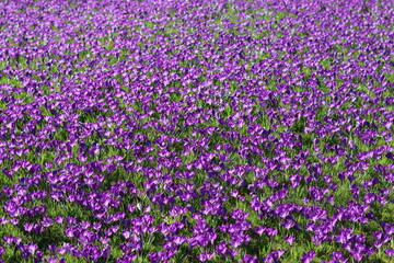 Obraz premium Masses of bright purple crocuses covering a garden lawn in spring sunshine