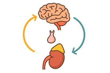 A flat vector illustration showing the biological feedback loop between the human brain, pituitary gland, and adrenal gland on a kidney, indicated by circular arrows.