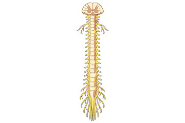 Obraz premium A detailed medical illustration of the human spinal cord with nerve roots and cauda equina, featuring a cross-section at the top, isolated on a solid black background.