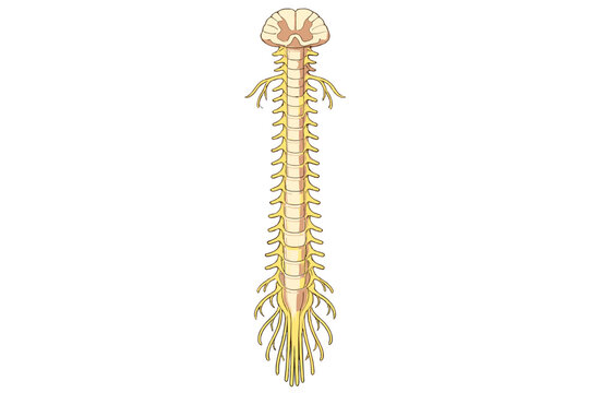 A detailed medical illustration of the human spinal cord with nerve roots and cauda equina, featuring a cross-section at the top, isolated on a solid black background.