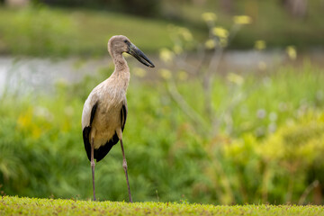 Fototapeta premium Asian Openbill