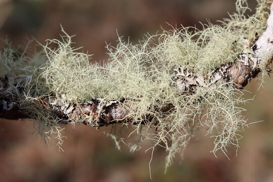 Birch tree branch covered in thick green beard lichen
