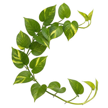 Green Golden Pothos Plant Leaves Isolated Black