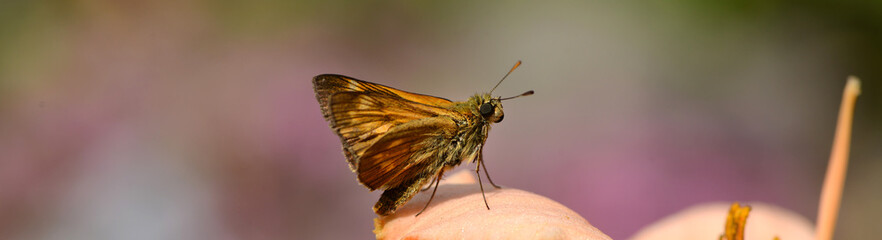 Schmetterling 1417