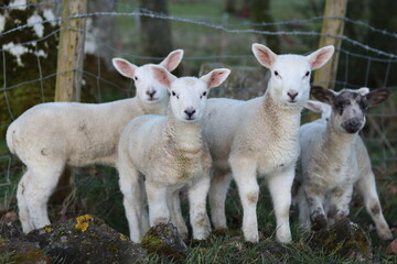Obraz premium Group of lambs in a field in spring