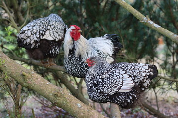 Wyandotte cockerel and hens perched on a tree branch © Francesca Leslie