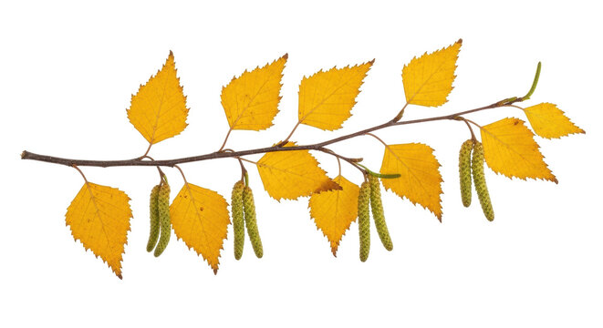 Isolated golden birch branch with leaves and catkins in autumn time on a bright surface