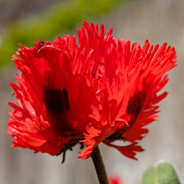 Fleur de pavot