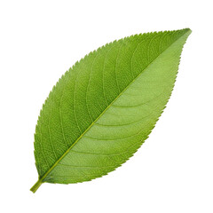 Green Leaf Texture Isolated Black Background