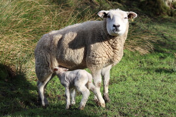 Fototapeta premium Sheep with lamb in a field in spring