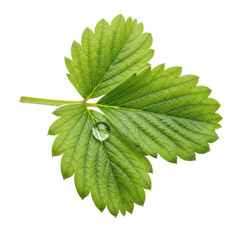 Green Strawberry Leaf Water Drop