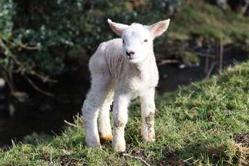 Obraz premium Newborn lamb in a field in spring sunshine