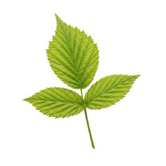 Green Raspberry Leaf Isolated Black Background