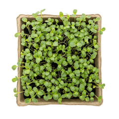 Tiny green sprouts in biodegradable pot