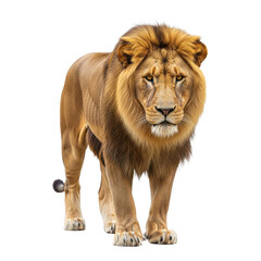 Lion Standing Isolated Black Background