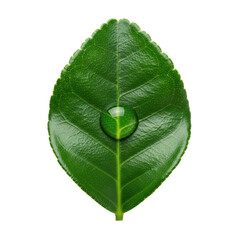 Water Droplet on Green Leaf Isolated Black