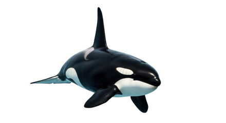 Isolated orca swimming, a marine mammal with black and white coloring, a powerful predator © Cedric