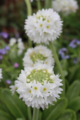 Obraz premium White flowers on Primula denticulata