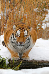 Sibirischer Tiger (Panthera tigris altaica) im Schnee
