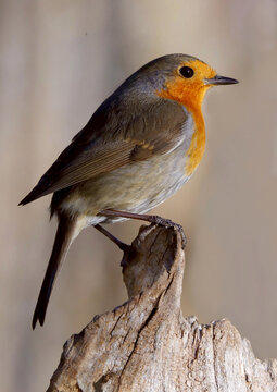 Rotkehlchen (Erithacus rubecula) Singvogel