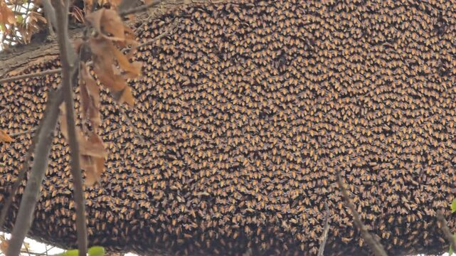 Massive honey bee swarm on tree branch, thousands of honeybees clustered in nature, wild honeybee colony nesting in forest