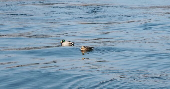 Anas platyrhynchos -  Un couple de canard colvert  flottant,  port&eacute;s par le courant et berc&eacute;s par de l&eacute;g&egrave;res vagues 