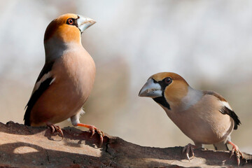 Kernbei&szlig;er (Coccothraustes coccothraustes) M&auml;nnchen, drohend