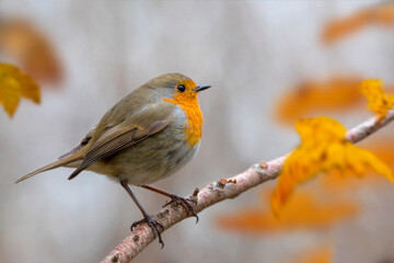 Rotkehlchen (Erithacus rubecula) Singvogel