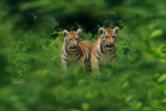 Tiger (Panthera tigris) zwei junge Tiger spielen 